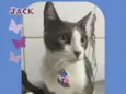 Jack