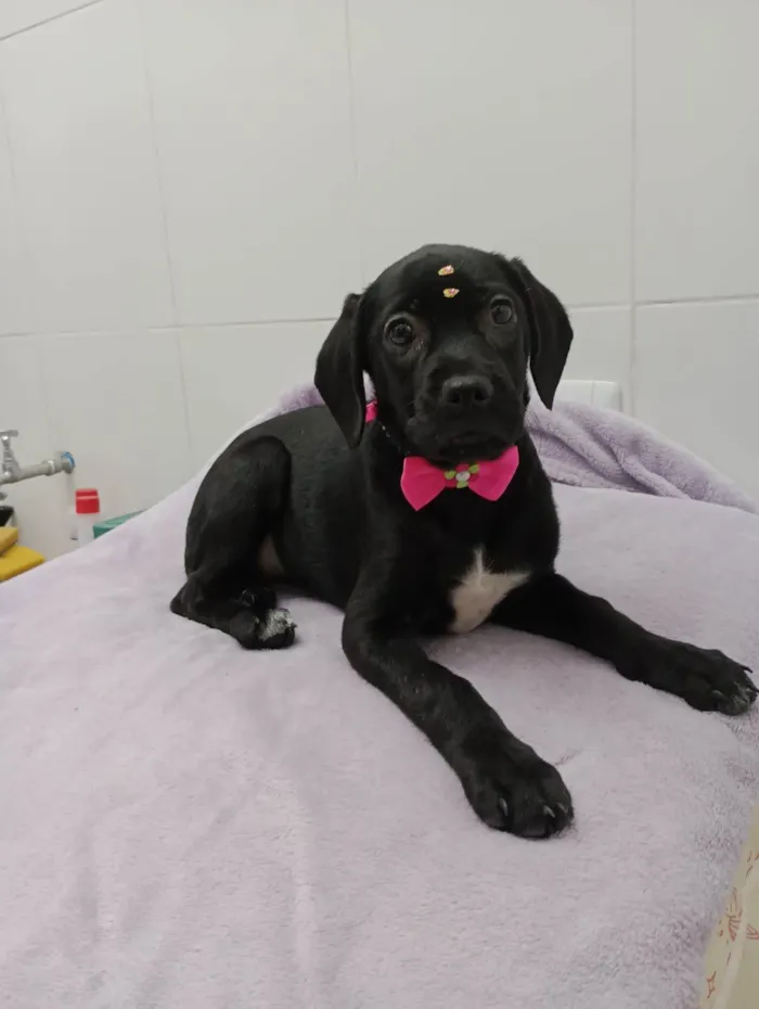 Cachorro ra a  idade 2 a 6 meses nome Balu