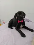 Balu