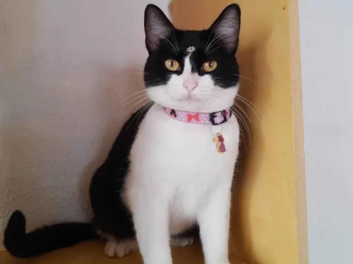 Gato ra a  idade 2 anos nome Amora