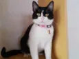 Amora
