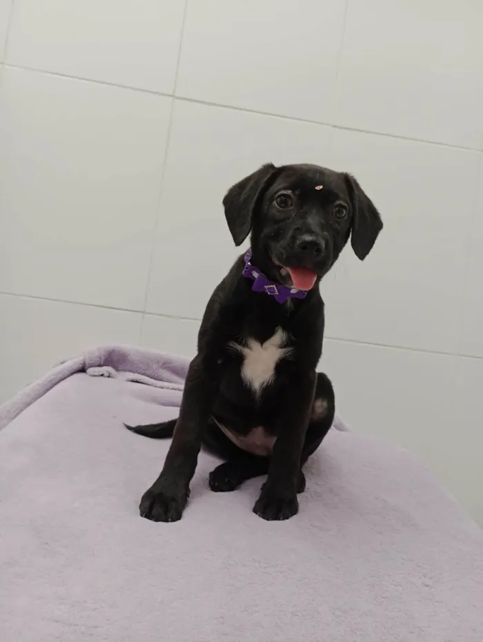 Cachorro ra a  idade 2 a 6 meses nome Duda