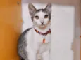 Oliver