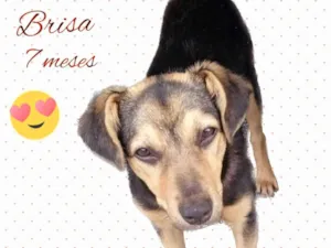 Cachorro raça  idade 7 a 11 meses nome Brisa