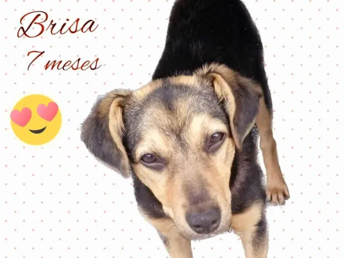 Cachorro ra a  idade 7 a 11 meses nome Brisa
