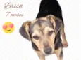 Brisa
