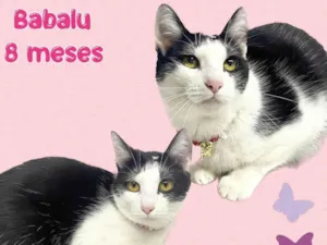 Gato raça  idade 7 a 11 meses nome Babalu