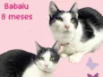 Babalu