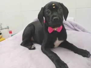 Cachorro raça  idade 2 a 6 meses nome Balu