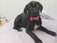 Balu