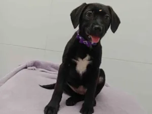 Cachorro raça  idade 2 a 6 meses nome Duda