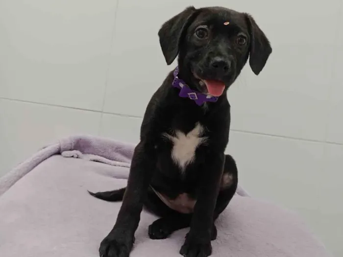 Cachorro ra a  idade 2 a 6 meses nome Duda