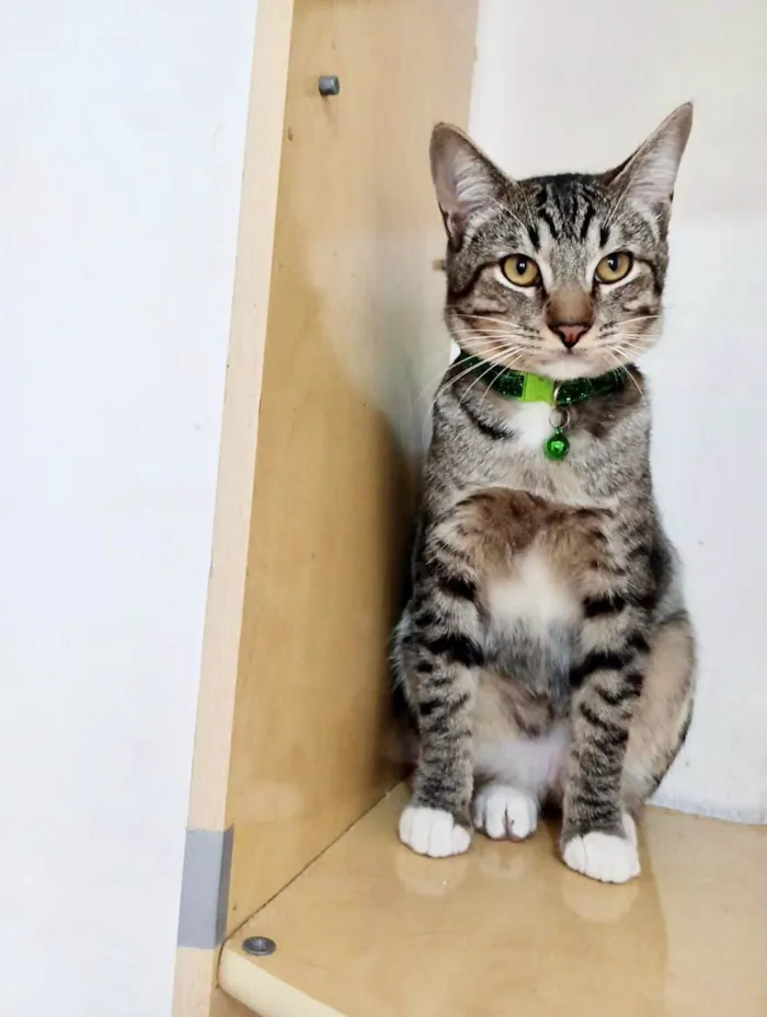 Gato ra a  idade 7 a 11 meses nome Dudu