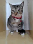 Simba