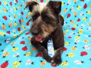 Cachorro raça  idade 3 anos nome Bruce