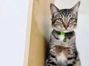 Gato raça  idade 7 a 11 meses nome Dudu