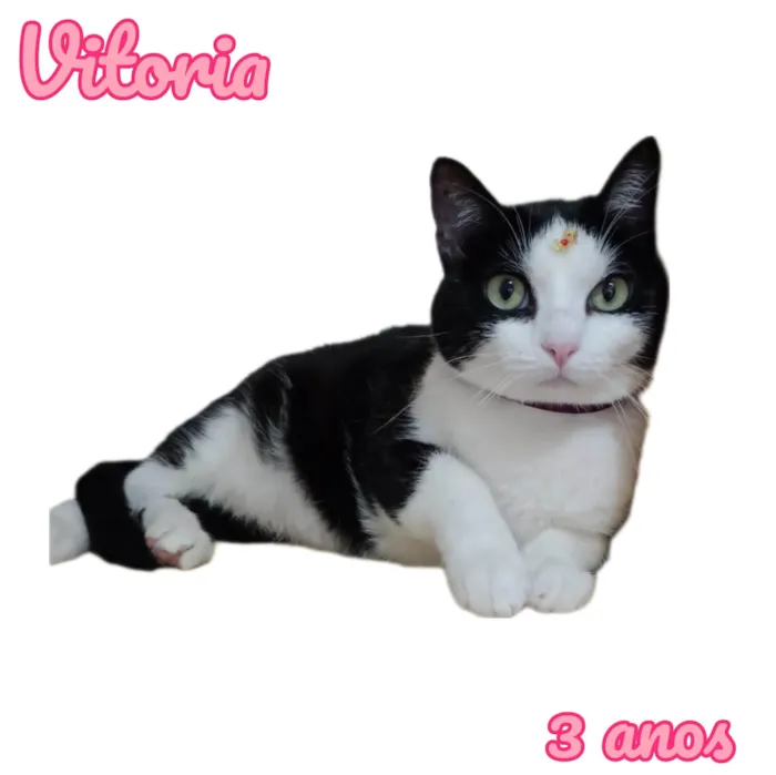 Gato ra a  idade 3 anos nome Vitória