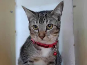Gato raça  idade 7 a 11 meses nome Simba