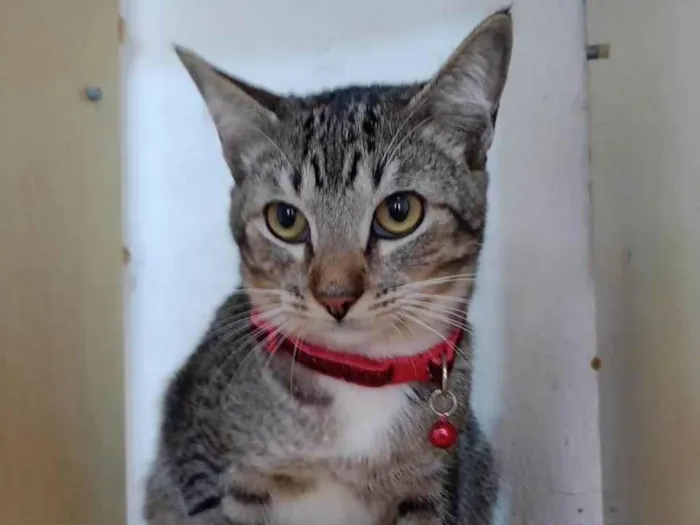 Gato ra a  idade 7 a 11 meses nome Simba