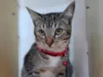 Simba