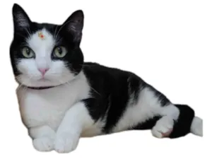 Gato raça  idade 3 anos nome Vitória