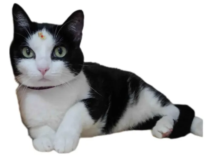 Gato ra a  idade 3 anos nome Vitória