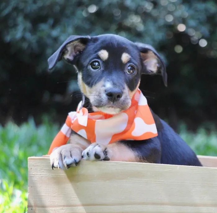 Cachorro ra a  idade 2 a 6 meses nome Juca
