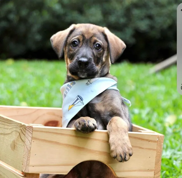 Cachorro ra a  idade 2 a 6 meses nome Bidu