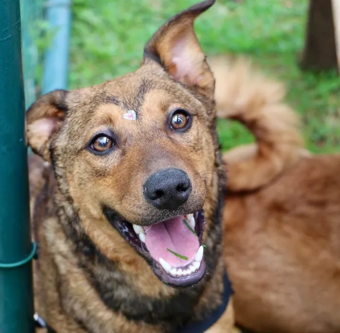 Cachorro ra a  idade 2 anos nome Raika
