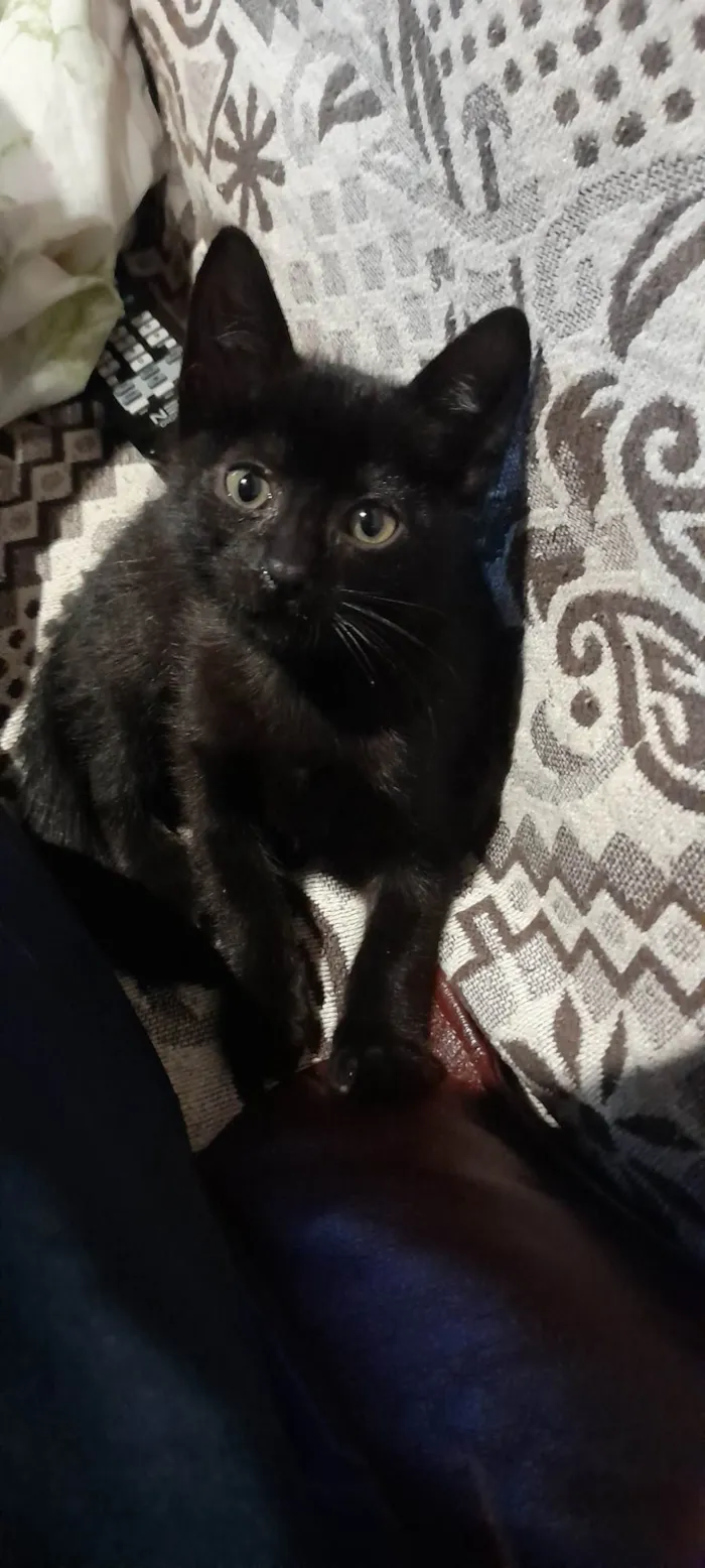 Gato ra a SRD idade 2 a 6 meses nome SALEM