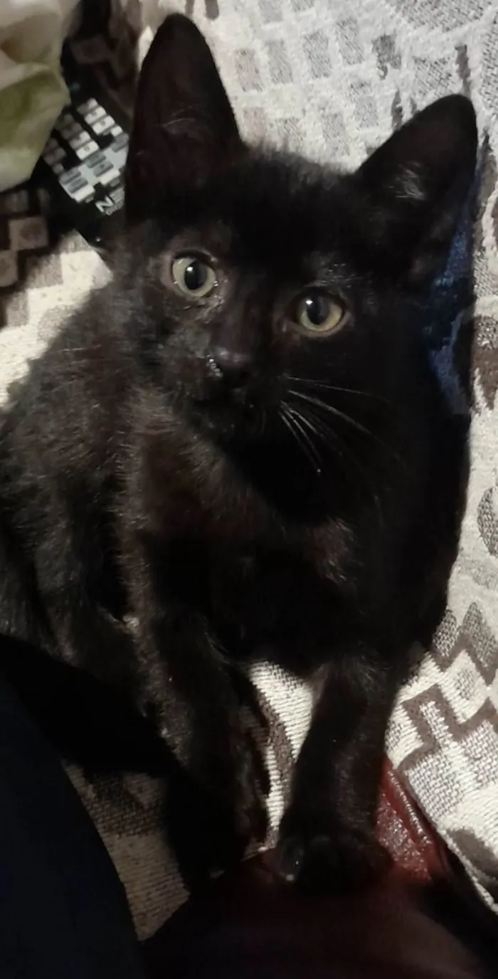 Gato ra a SRD idade 2 a 6 meses nome SALEM