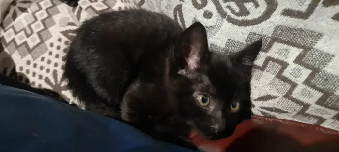 Gato ra a SRD idade 2 a 6 meses nome SALEM