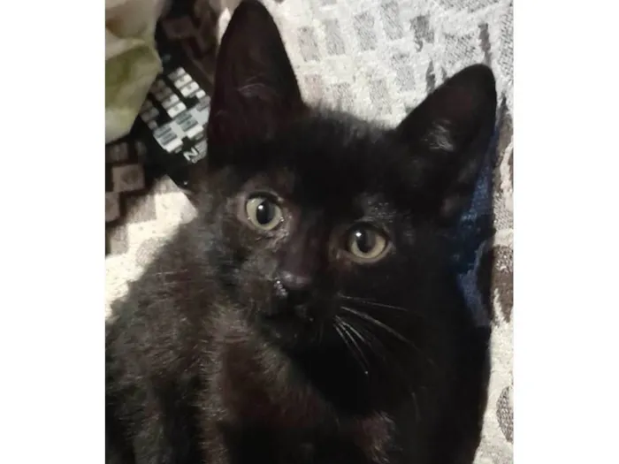 Gato ra a SRD idade 2 a 6 meses nome SALEM