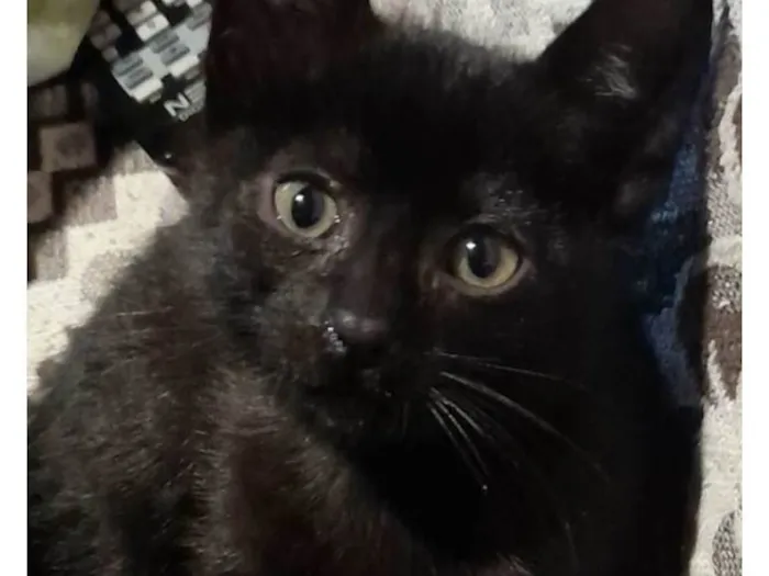 Gato ra a SRD idade 2 a 6 meses nome SALEM