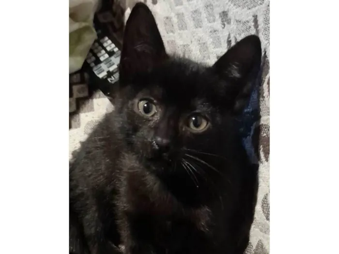 Gato ra a SRD idade 2 a 6 meses nome SALEM
