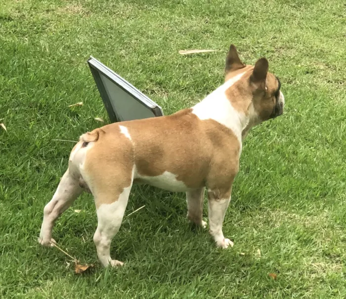 Cachorro ra a Bulldog francês idade 6 ou mais anos nome Harry