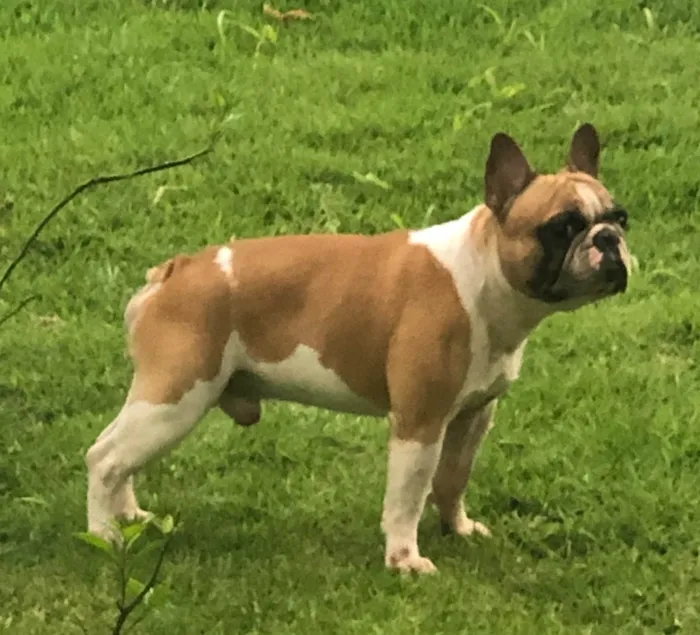 Cachorro ra a Bulldog francês idade 6 ou mais anos nome Harry