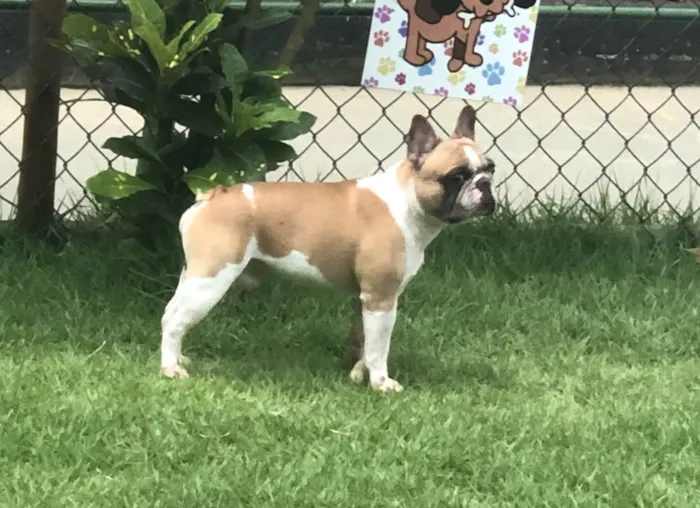 Cachorro ra a Bulldog francês idade 6 ou mais anos nome Harry