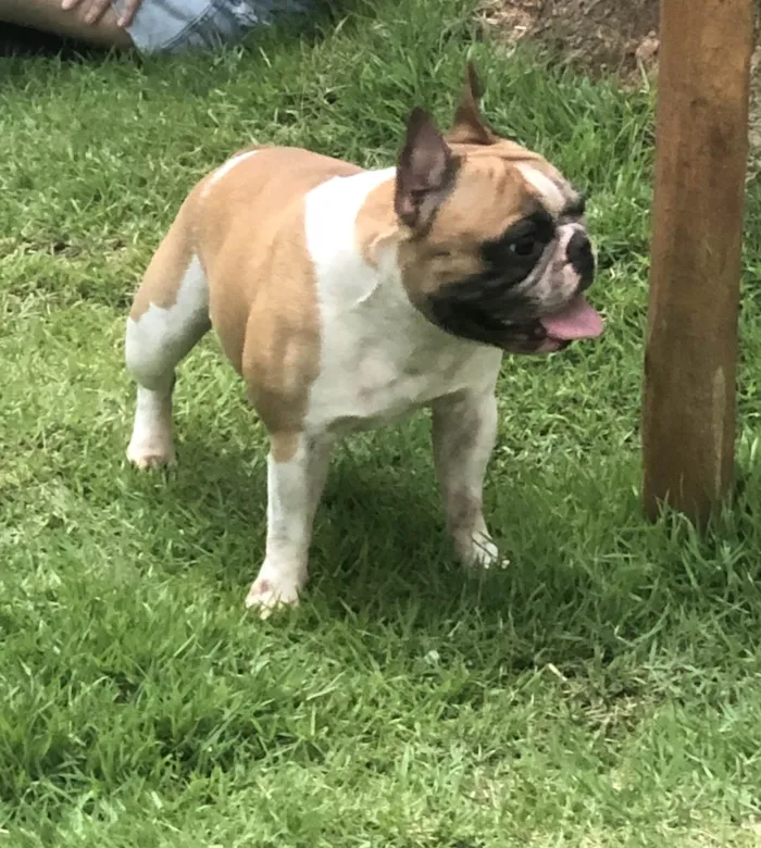 Cachorro ra a Bulldog francês idade 6 ou mais anos nome Harry