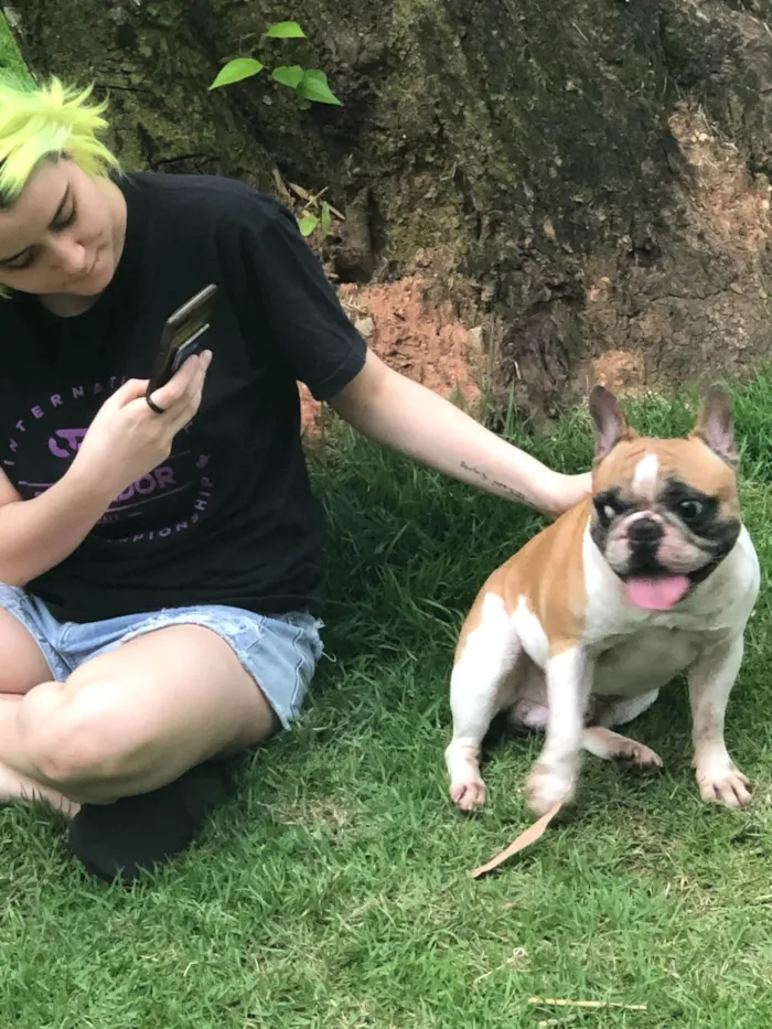 Cachorro ra a Bulldog francês idade 6 ou mais anos nome Harry