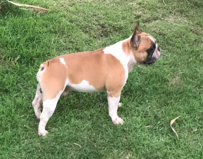 Cachorro ra a Bulldog francês idade 6 ou mais anos nome Harry