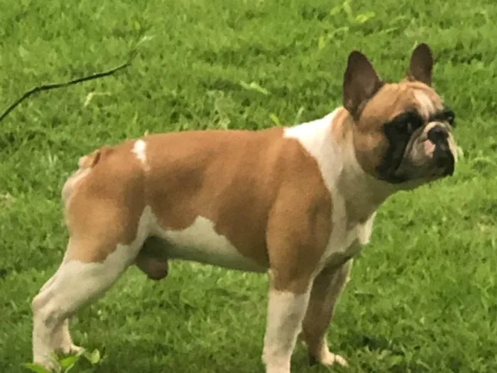 Cachorro ra a Bulldog francês idade 6 ou mais anos nome Harry