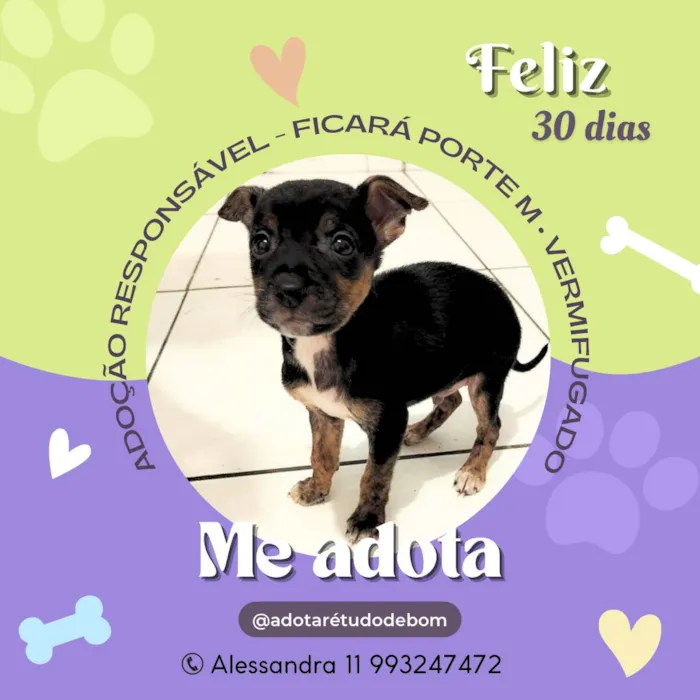 Cachorro ra a Srd idade Abaixo de 2 meses nome Filhotes