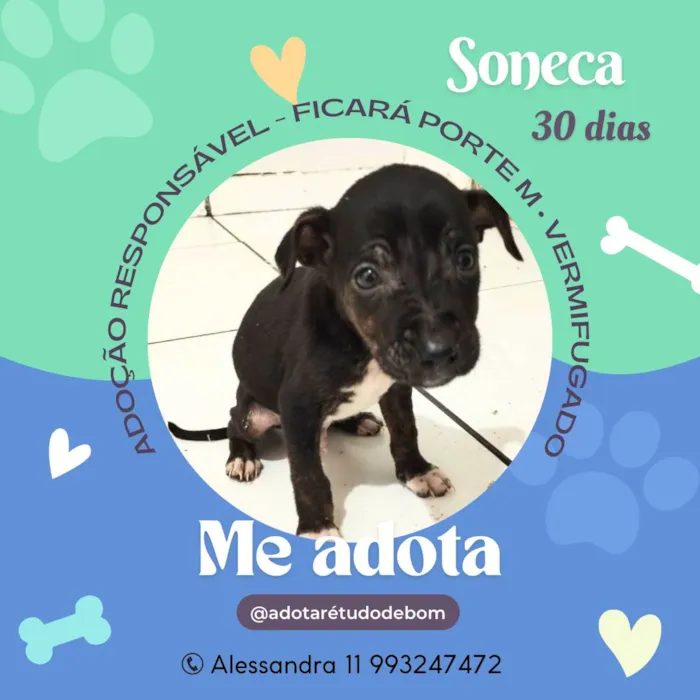 Cachorro ra a Srd idade Abaixo de 2 meses nome Filhotes