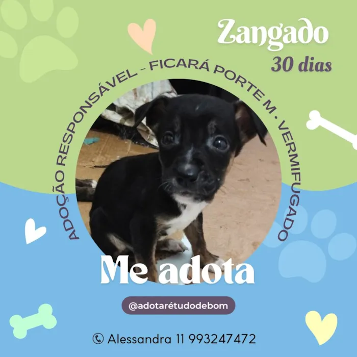 Cachorro ra a Srd idade Abaixo de 2 meses nome Filhotes