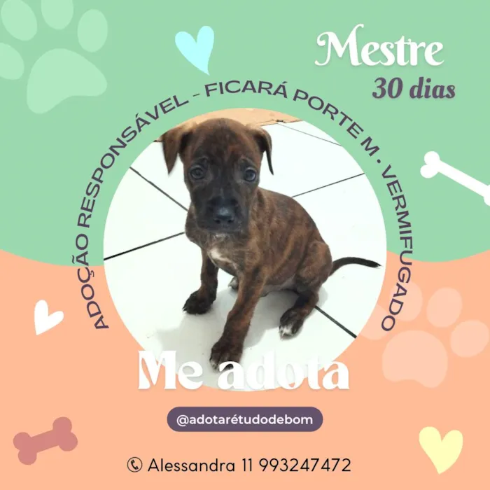 Cachorro ra a Srd idade Abaixo de 2 meses nome Filhotes