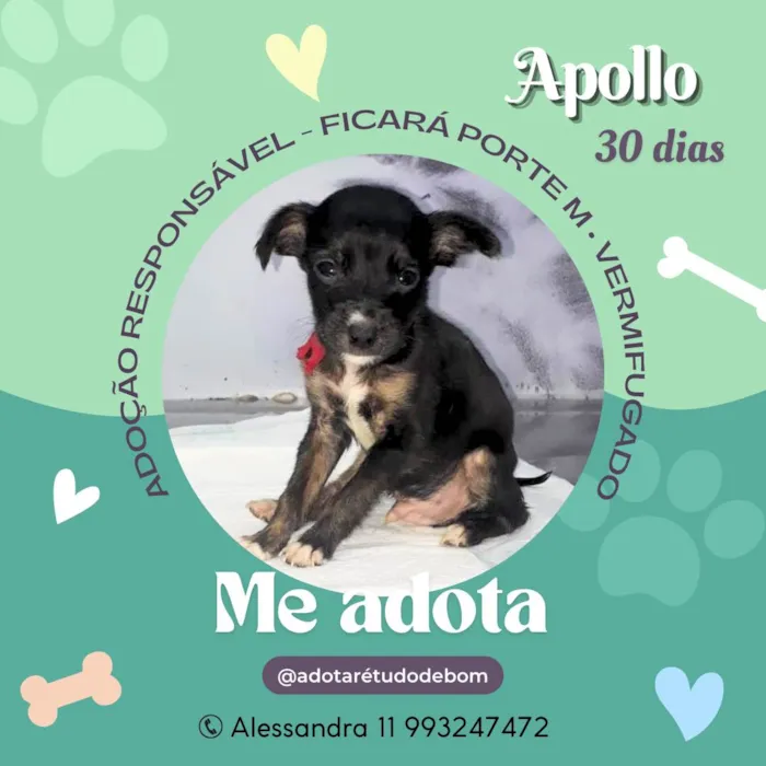 Cachorro ra a Srd idade Abaixo de 2 meses nome Filhotes