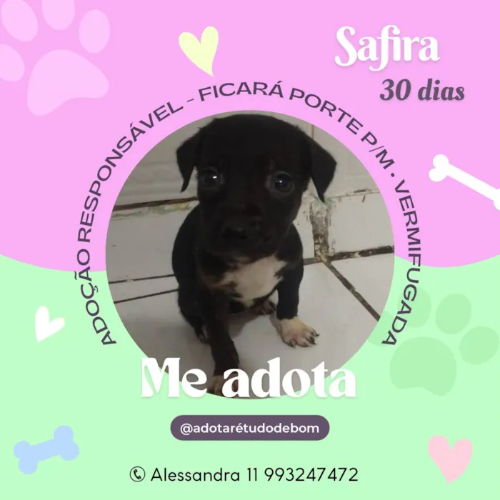 Cachorro ra a Srd idade Abaixo de 2 meses nome Filhotes