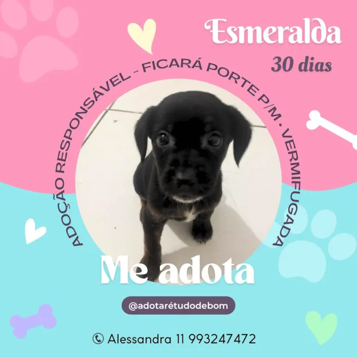 Cachorro ra a Srd idade Abaixo de 2 meses nome Filhotes