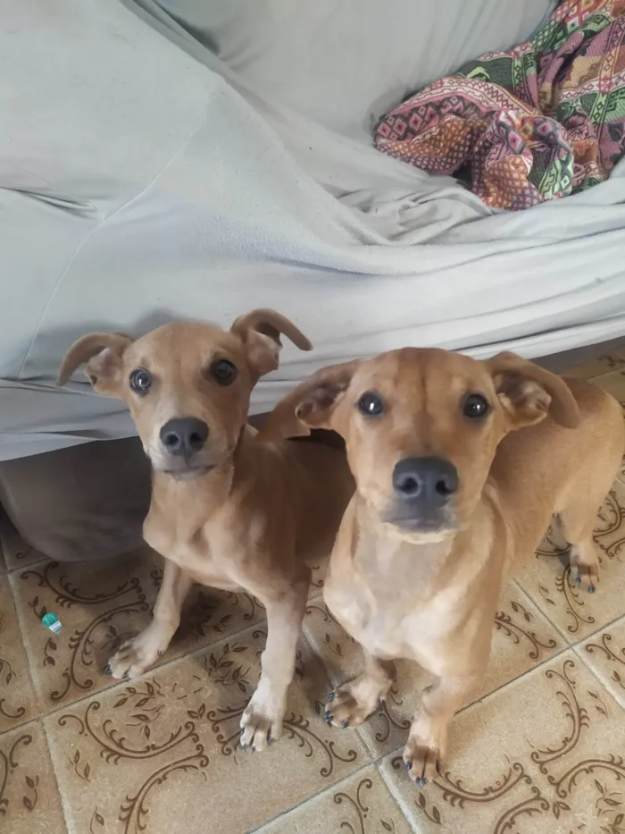 Cachorro ra a SRD-ViraLata idade 2 a 6 meses nome Sem nom definido 